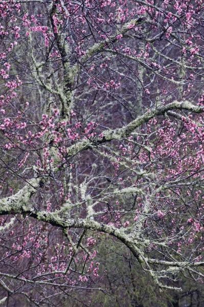 North Carolina, Smoky Mts Cherry blossom tree